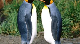 King Penguins6414219261 272x150 - King Penguins - Tropical, Penguins, King